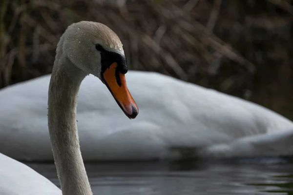 Labutě Jsou Ptáci Čeledi Anatidae Rodu Cygnus — Stock fotografie