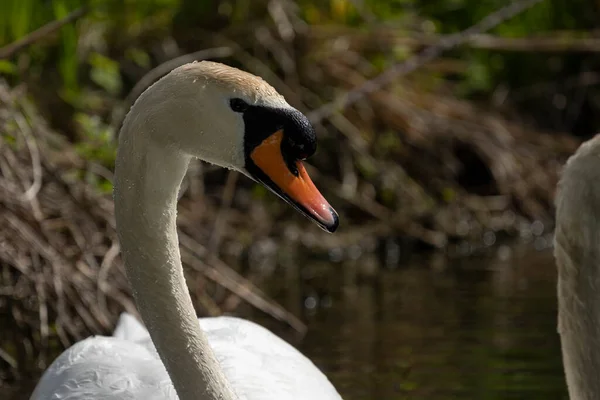 Swans Birds Family Anatidae Genus Cygnus — Stock Photo, Image