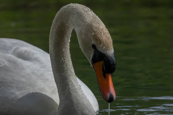 Labutě Jsou Ptáci Čeledi Anatidae Rodu Cygnus — Stock fotografie