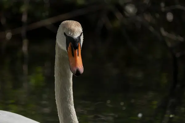 Swans Uma Espécie Ave Família Anatidae — Fotografia de Stock