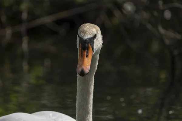 Svanar Fåglar Familjen Anatidae Inom Släktet Cygnus — Stockfoto