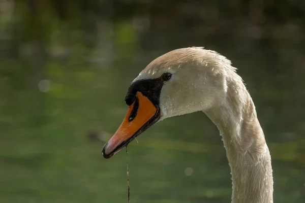 Κύκνοι Είναι Πτηνά Της Οικογένειας Anatidae Του Γένους Cygnus — Φωτογραφία Αρχείου