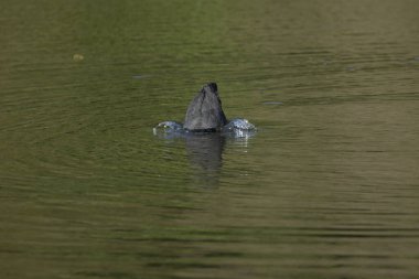 Coots, Rallidae familyasından orta büyüklükte bir su kuşudur..