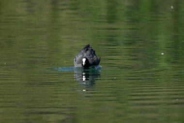 Coots, Rallidae familyasından orta büyüklükte bir su kuşudur..