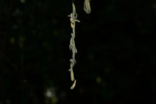 Las Larvas Blancas Grandes Experimentan Cuatro Molduras Cinco Instars — Foto de Stock