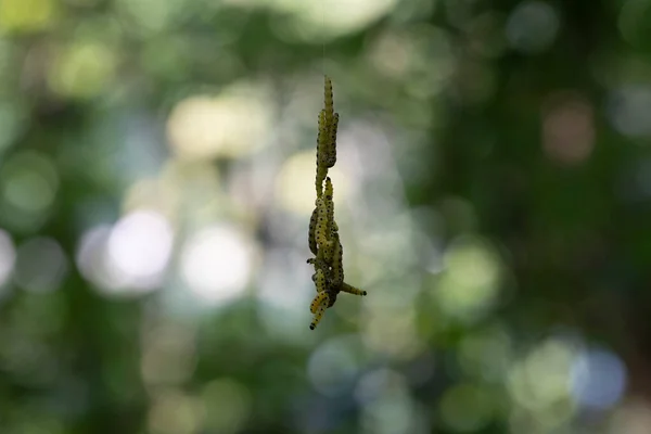 Large white larvae experience four moultings and five instars.