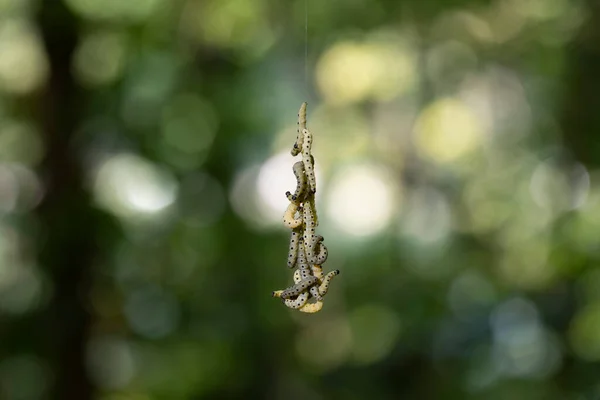 Large white larvae experience four moultings and five instars.