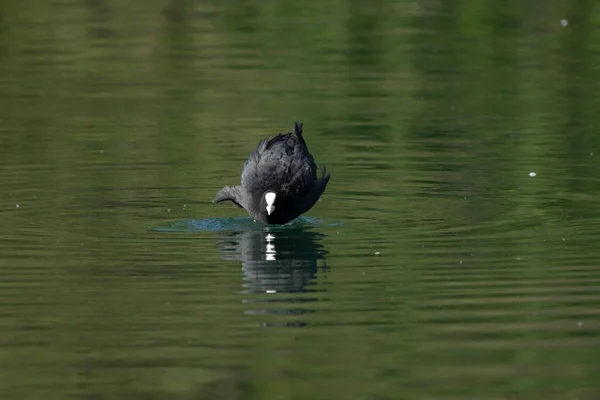 Coots Średniej Wielkości Ptaki Wodne Które Członkami Rodziny Kolei Rallidae — Zdjęcie stockowe