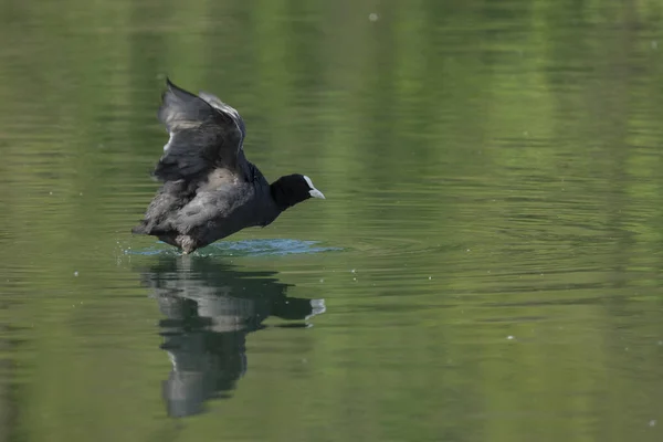 Les Cuisses Sont Des Oiseaux Aquatiques Taille Moyenne Qui Font — Photo