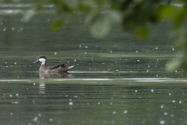 Beyaz yanaklı ördek (