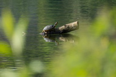 Gölet kaydıracı (Trachemys scripta), orta büyüklükte, yarı su kaplumbağası türü..