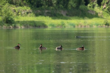Büyük ibikli yunus (Podiceps kristali), özenle hazırlanmış çiftleşme görüntüsüyle tanınan kuş familyasının bir üyesidir..