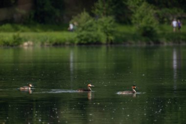 Büyük ibikli yunus (Podiceps kristali), özenle hazırlanmış çiftleşme görüntüsüyle tanınan kuş familyasının bir üyesidir..