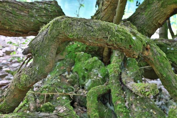 Cenário Natural Nas Margens Parque Adda Norte Medolago — Fotografia de Stock