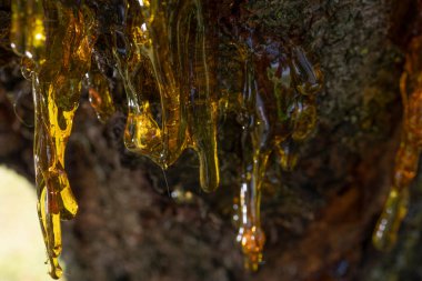 Güzel görünümlü reçine kaynağı köhne bir kirazdan