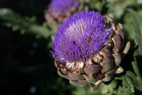 Αγκινάρα Cynara Cardunculus Var Scolymus Επίσης Γνωστή Ονόματα Γαλλική Αγκινάρα — Φωτογραφία Αρχείου