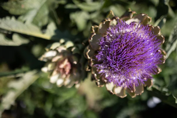 Αγκινάρα Cynara Cardunculus Var Scolymus Επίσης Γνωστή Ονόματα Γαλλική Αγκινάρα — Φωτογραφία Αρχείου