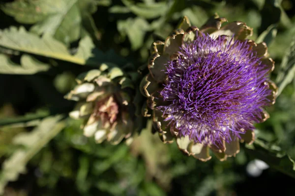 Αγκινάρα Cynara Cardunculus Var Scolymus Επίσης Γνωστή Ονόματα Γαλλική Αγκινάρα — Φωτογραφία Αρχείου