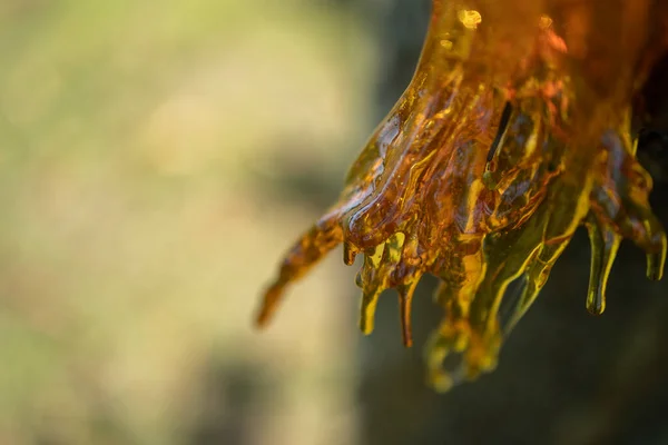 Beautifully Looking Source Resin Stump Old Cherry — Stock Photo, Image