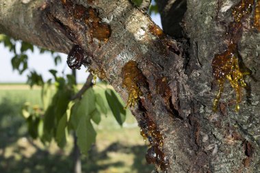 Güzel görünümlü reçine kaynağı köhne bir kirazdan