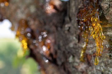 Güzel görünümlü reçine kaynağı köhne bir kirazdan