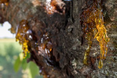 Güzel görünümlü reçine kaynağı köhne bir kirazdan