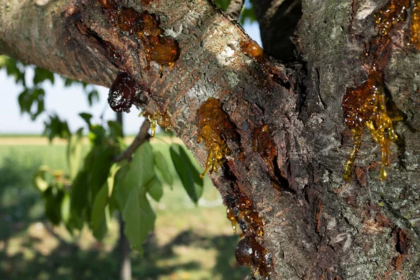 Güzel görünümlü reçine kaynağı köhne bir kirazdan