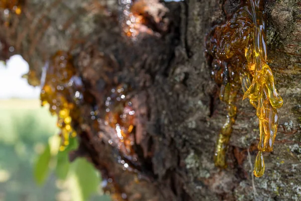 Güzel görünümlü reçine kaynağı köhne bir kirazdan