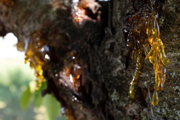 Güzel görünümlü reçine kaynağı köhne bir kirazdan
