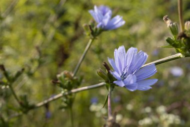Akdeniz ortamında kır çiçekleri