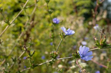 Akdeniz ortamında kır çiçekleri