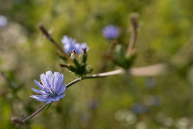 Akdeniz ortamında kır çiçekleri