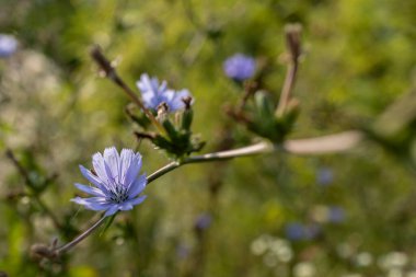 Akdeniz ortamında kır çiçekleri