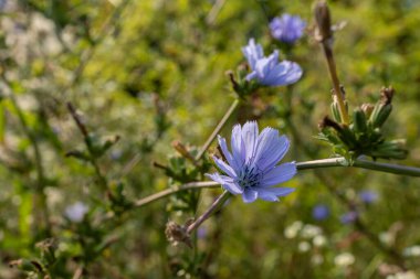 Akdeniz ortamında kır çiçekleri