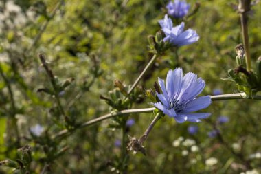 Akdeniz ortamında kır çiçekleri