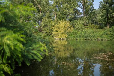 Po nehrinin kıyısındaki körfezlerde bitki örtüsü var..