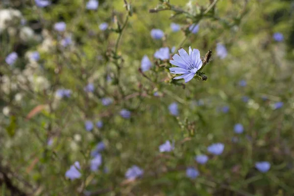 Wildblumen Mediterraner Umgebung — Stockfoto