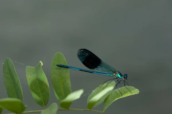 Calopteryx Virgo Uma Espécie Libelinha Família Calopterygidae Muitas Vezes Encontrado — Fotografia de Stock