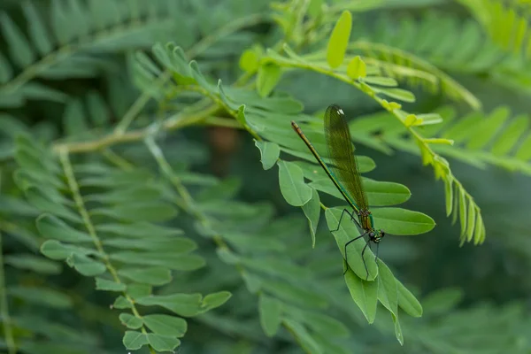 stock image The beautiful demoiselle (Calopteryx virgo) is a European damselfly belonging to the family Calopterygidae. It is often found along fast-flowing waters where it is most at home.