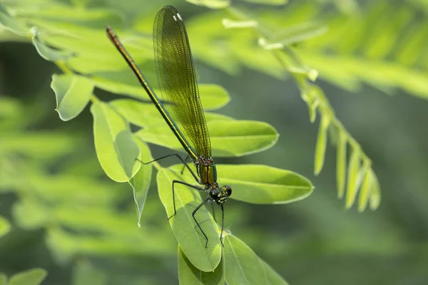 Calopteryx Virgo Uma Espécie Libelinha Família Calopterygidae Muitas Vezes Encontrado — Fotografia de Stock