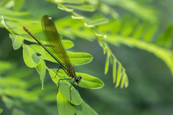 Calopteryx Virgo Uma Espécie Libelinha Família Calopterygidae Muitas Vezes Encontrado — Fotografia de Stock