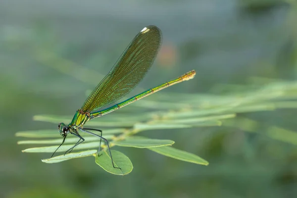 Calopteryx Virgo Uma Espécie Libelinha Família Calopterygidae Muitas Vezes Encontrado — Fotografia de Stock