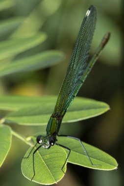 Güzel matmazel (Calopteryx virgo), Calopterygidae familyasına ait Avrupalı bir kızsineği. Sık sık hızlı akan sular boyunca en çok bulunduğu yerde bulunur..
