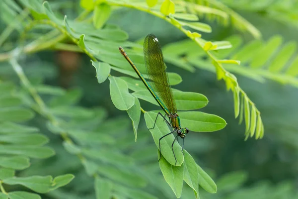 Calopteryx Virgo Uma Espécie Libelinha Família Calopterygidae Muitas Vezes Encontrado — Fotografia de Stock