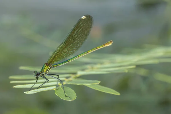 美丽的学妹 Calopteryx Virgo 是一种欧洲蜻蜓 属于科 牠们经常出没于流动迅速的水域 在牠们最栖息的地方 — 图库照片