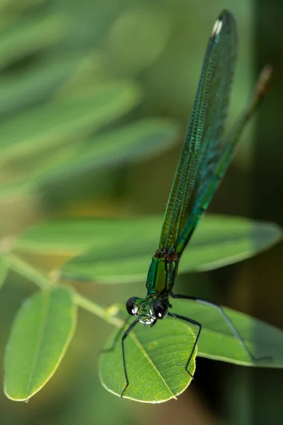 Calopteryx Virgo Uma Espécie Libelinha Família Calopterygidae Muitas Vezes Encontrado — Fotografia de Stock