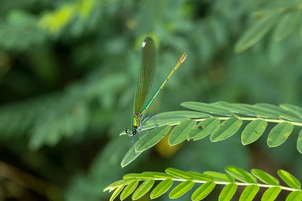 Calopteryx Virgo Uma Espécie Libelinha Família Calopterygidae Muitas Vezes Encontrado — Fotografia de Stock