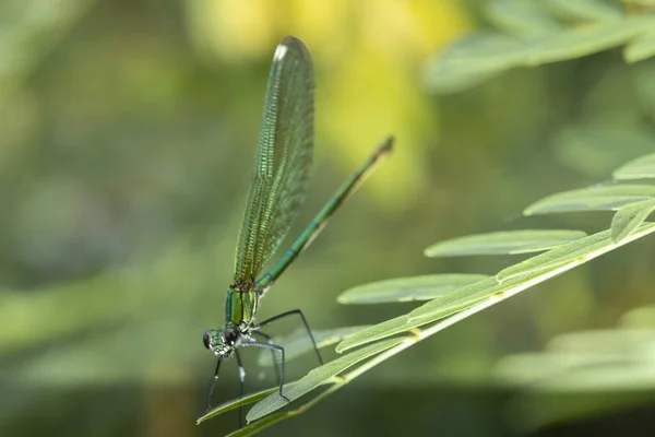 Calopteryx Virgo Uma Espécie Libelinha Família Calopterygidae Muitas Vezes Encontrado — Fotografia de Stock