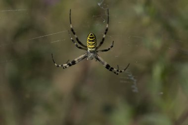 The spider species Argiope aurantia is commonly known as the yellow garden spider,black and yellow garden spider,golden garden spider, writing spider, zigzag spider, zipper spider, corn spider, banana spider, Steeler spider, or McKinley