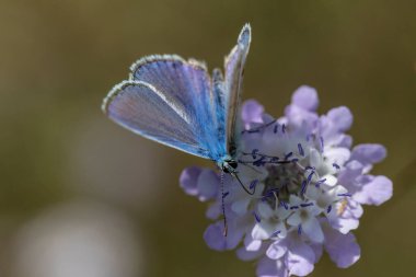 The silver-studded blue (Plebejus argus) is a butterfly in the family Lycaenidae. It has bright blue wings rimmed in black with white edges and silver spots on its hindwings, lending it the name of the silver-studded blue.